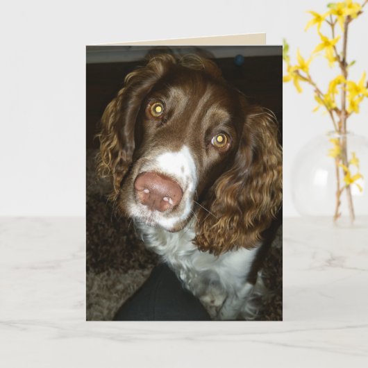 Engelse springer spaniel verjaardagskaart kaart (Gele Bloem)