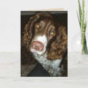 Engelse springer spaniel verjaardagskaart kaart