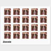 Engelse Springer Spaniel    Vierkante Sticker (Vel)