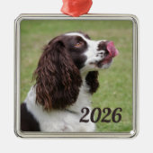 Engelse Springer Spaniel zitten, likken lippen Metalen Ornament (Voorkant)