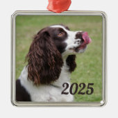 Engelse Springer Spaniel zitten, likken lippen Metalen Ornament (Voorkant)