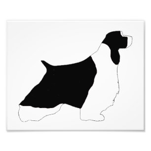Engelse Springer Spaniel zwarte witte silo Foto Afdruk