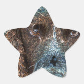 Engelse Springer Ster Sticker (Voorkant)