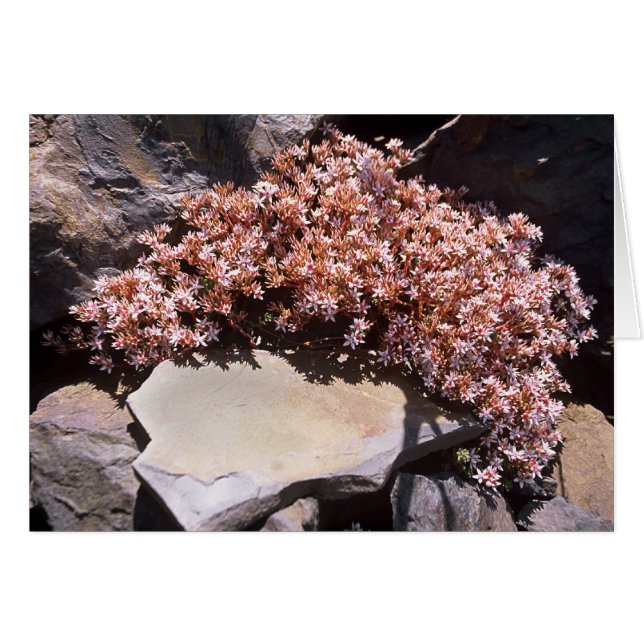 Engelse Stonecrop (Voorkant Horizontaal)