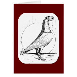 Engelse transporteur Pigeon1978