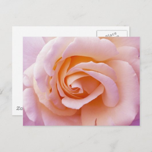 Engelse tuinschilder en roze roze roze roze briefkaart (Voorkant / Achterkant)