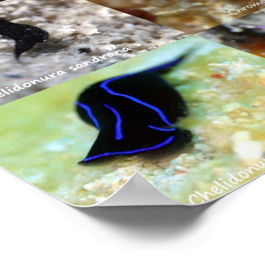 Engelse versie: Jewels of under Water Siquijor Poster (Hoek)