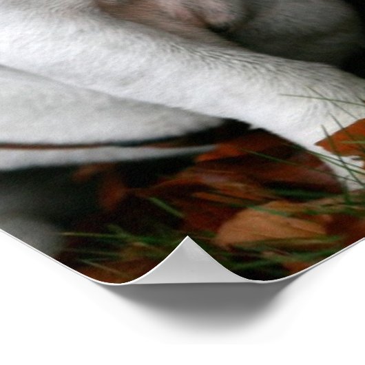 Engelstalige bulldog poster print (Hoek)