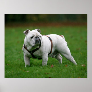 Engelstalige bulldog poster print