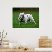 Engelstalige bulldog poster print (Keuken)