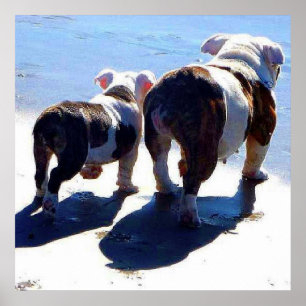 Engelstalige bulledogs alleen op het laatste Poste Poster