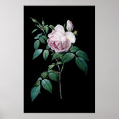Engelstalige roze roze roze roos van de zwarte ach poster (Voorkant)