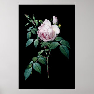 Engelstalige roze roze roze roos van de zwarte ach poster