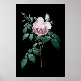Engelstalige roze roze roze roos van de zwarte ach poster