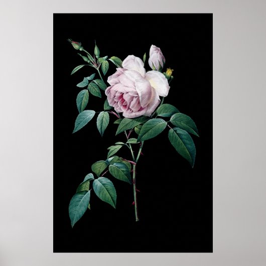 Engelstalige roze roze roze roos van de zwarte ach poster (Voorkant)