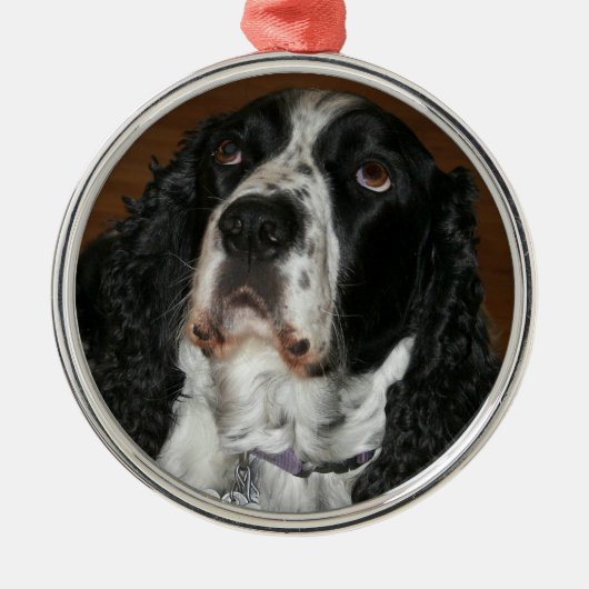 Engelstalige speciale foto van Springer Spaniel Metalen Ornament (Voorkant)