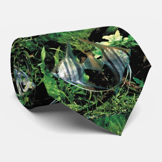 engelvis 2 stropdas (Opgerold)