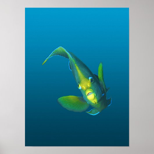 Engelvis - Elegantie op verloop van blauwe achterg Poster (Voorkant)