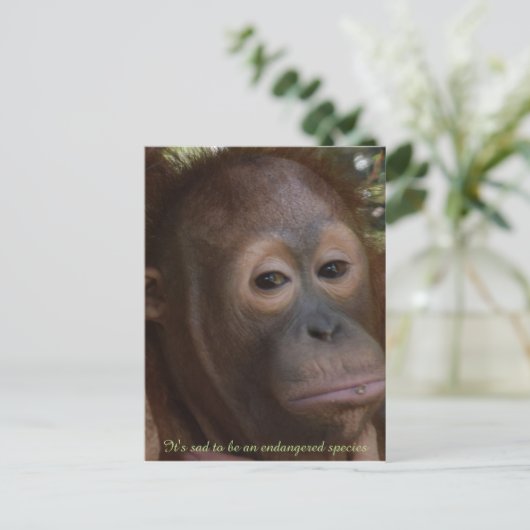 Engevaarlijk Species of Wildlife Orangutan Briefkaart (Staand voorkant)