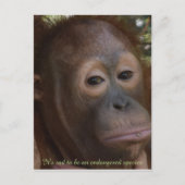 Engevaarlijk Species of Wildlife Orangutan Briefkaart (Voorkant)