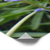 English Bluebells Poster (Hoek)