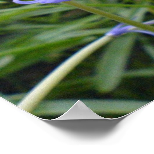 English Bluebells Poster (Hoek)
