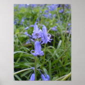 English Bluebells Poster (Voorkant)