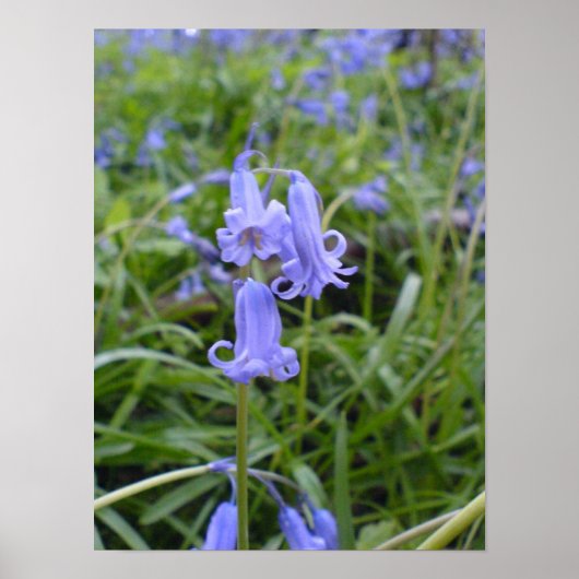 English Bluebells Poster (Voorkant)