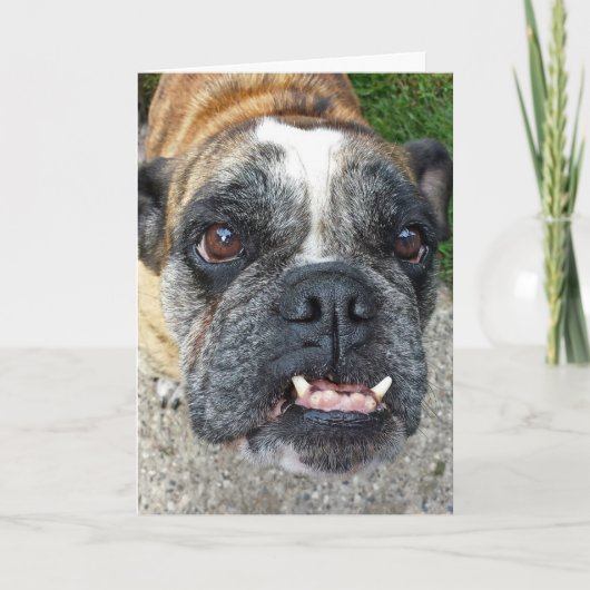 English Bulldog Birthday Kaart (Voorkant)