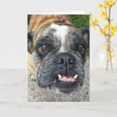 English Bulldog Birthday Kaart (Gele Bloem)