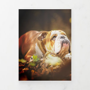 English Bulldog Forest Foto Drieluik Aankondiging