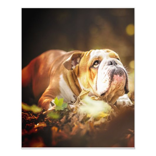 English Bulldog Forest Foto Foto Afdruk (Voorkant)