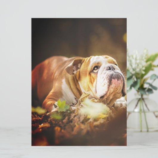 English Bulldog Forest Foto Menu (Staand voorkant)
