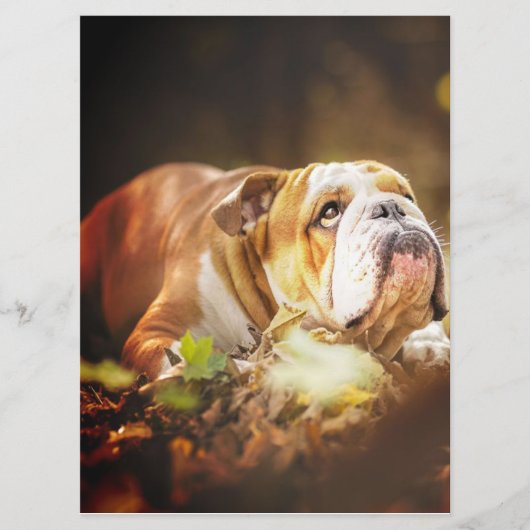 English Bulldog Forest Foto Menu (Voorkant)