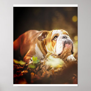 English Bulldog Forest Foto Poster