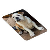 English Bulldog magnet Magneet (Rechterzijde)