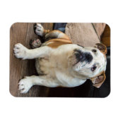 English Bulldog magnet Magneet (Horizontaal)