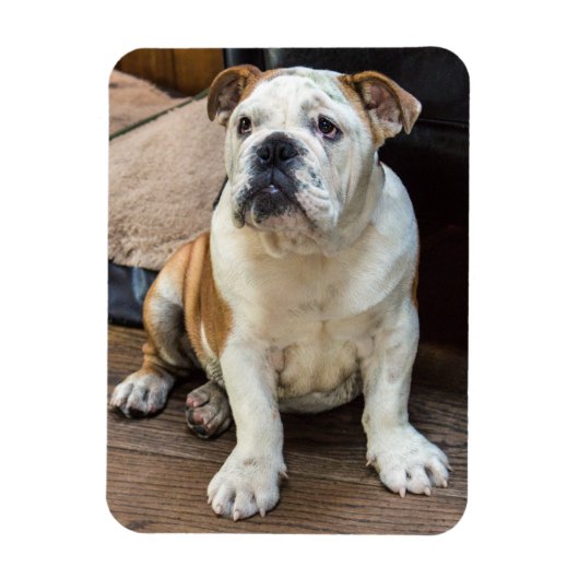 English Bulldog magnet Magneet (Verticaal)