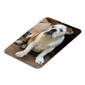 English Bulldog magnet Magneet (Linkerzijde)