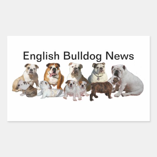English Bulldog Nieuws Rechthoekige Sticker (Voorkant)