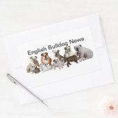 English Bulldog Nieuws Rechthoekige Sticker (Envelop)