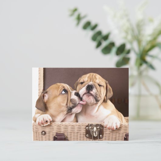 English Bulldog Puppy Dog  Postcard Briefkaart (Staand voorkant)