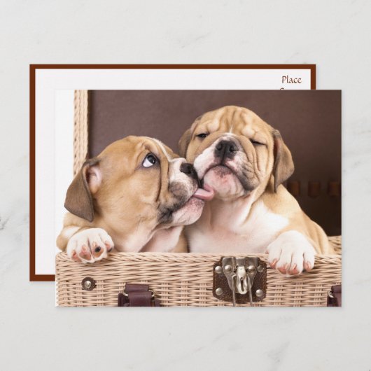 English Bulldog Puppy Dog Postcard Briefkaart (Voorkant / Achterkant)