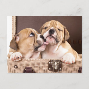 English Bulldog Puppy Dog  Postcard Briefkaart