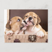 English Bulldog Puppy Dog Postcard Briefkaart (Voorkant)