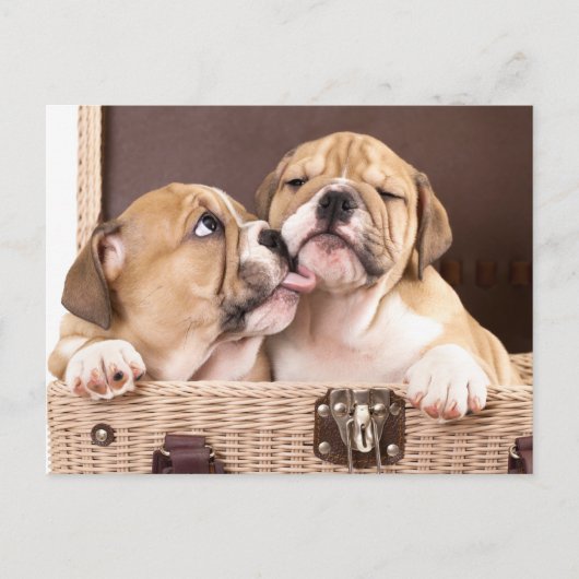 English Bulldog Puppy Dog Postcard Briefkaart (Voorkant)