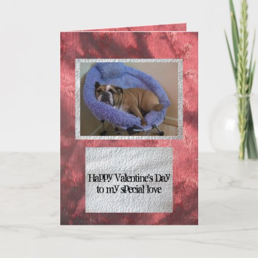 English bulldog Valentine's Day Card Feestdagen Kaart (Voorkant)