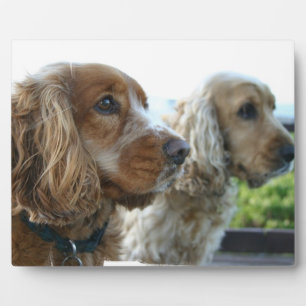 English Cocker Spaniel Plaque Fotoplaat