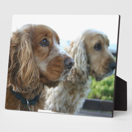 English Cocker Spaniel Plaque Fotoplaat (Zijkant)