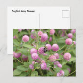 English Daisy Flower Briefkaart (Voorkant / Achterkant)